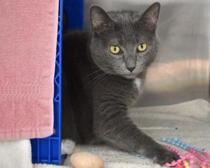 Victoria, a Adoptable Domestic Short Hair in West Seneca, NY image 2/3