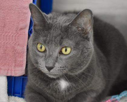 Victoria, a Adoptable Domestic Short Hair in West Seneca, NY image 3/3