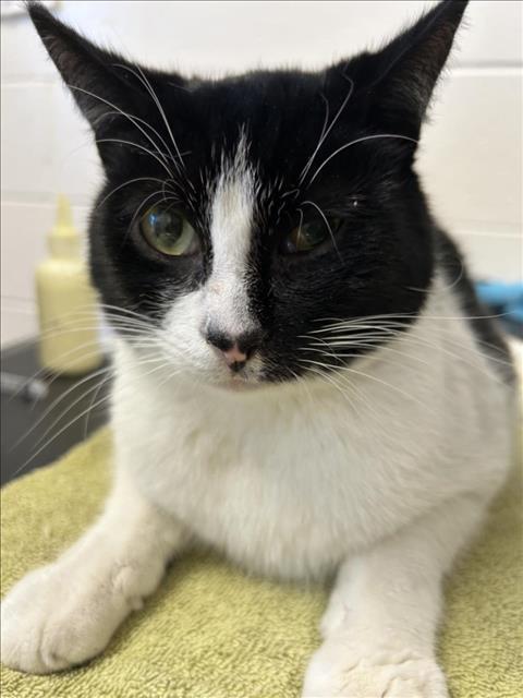 Enlarge ZEPHYR, a Adoptable Domestic Short Hair in Saginaw, MI image 1/1