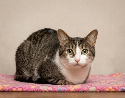 Blizzard, ADOPTABLE, Adult Male Domestic Short Hair & American Shorthair.