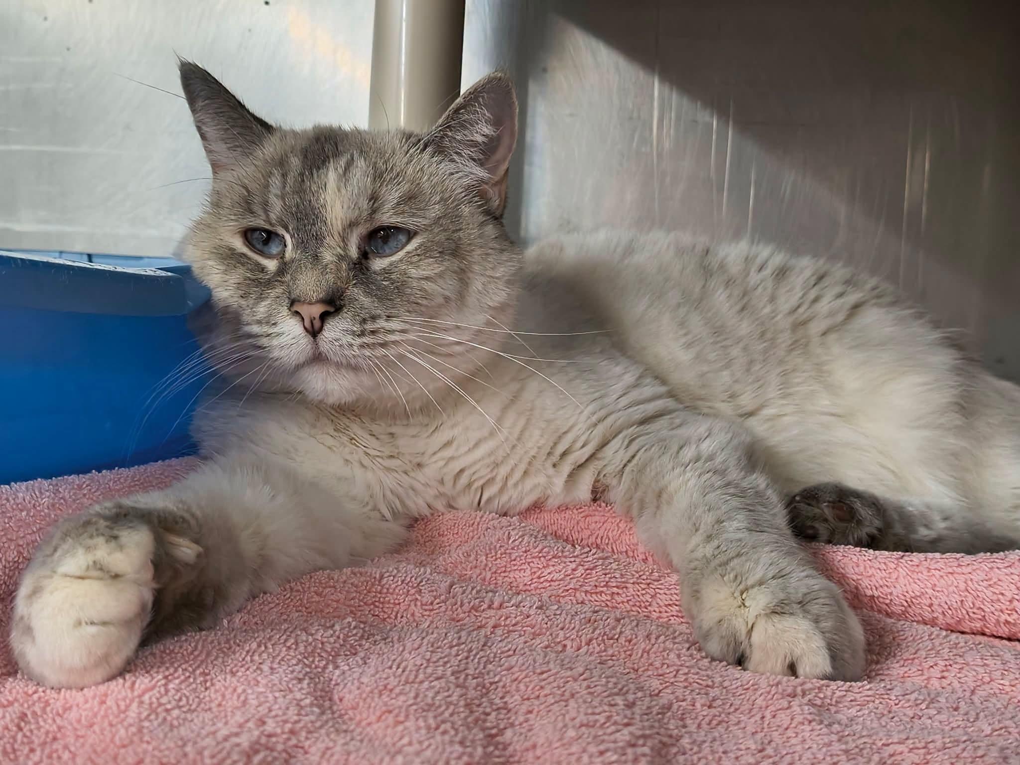 Clementine, Adoptable, Adult Female Domestic Short Hair.