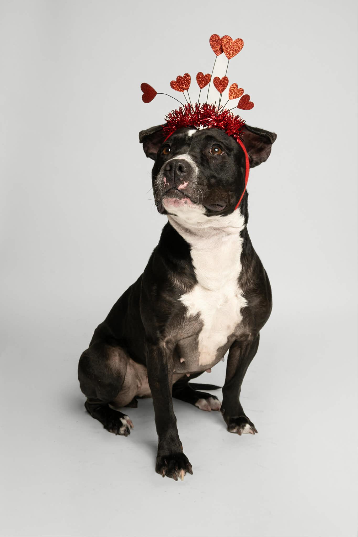 Raven, ADOPTABLE, Adult Female Pit Bull Terrier.