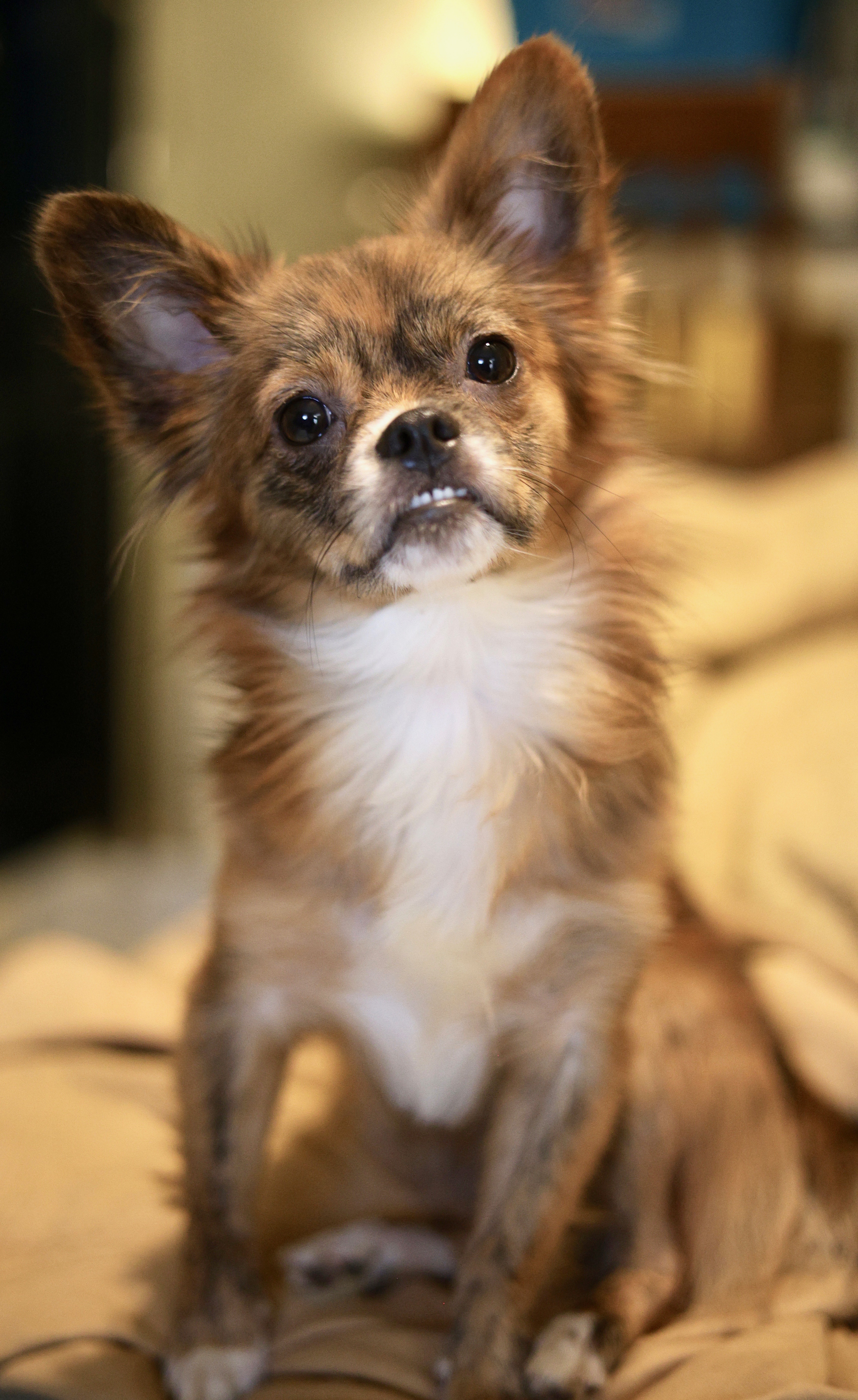 Enlarge Lilith, a Adopted Chihuahua in Guntersville, AL image 3/5