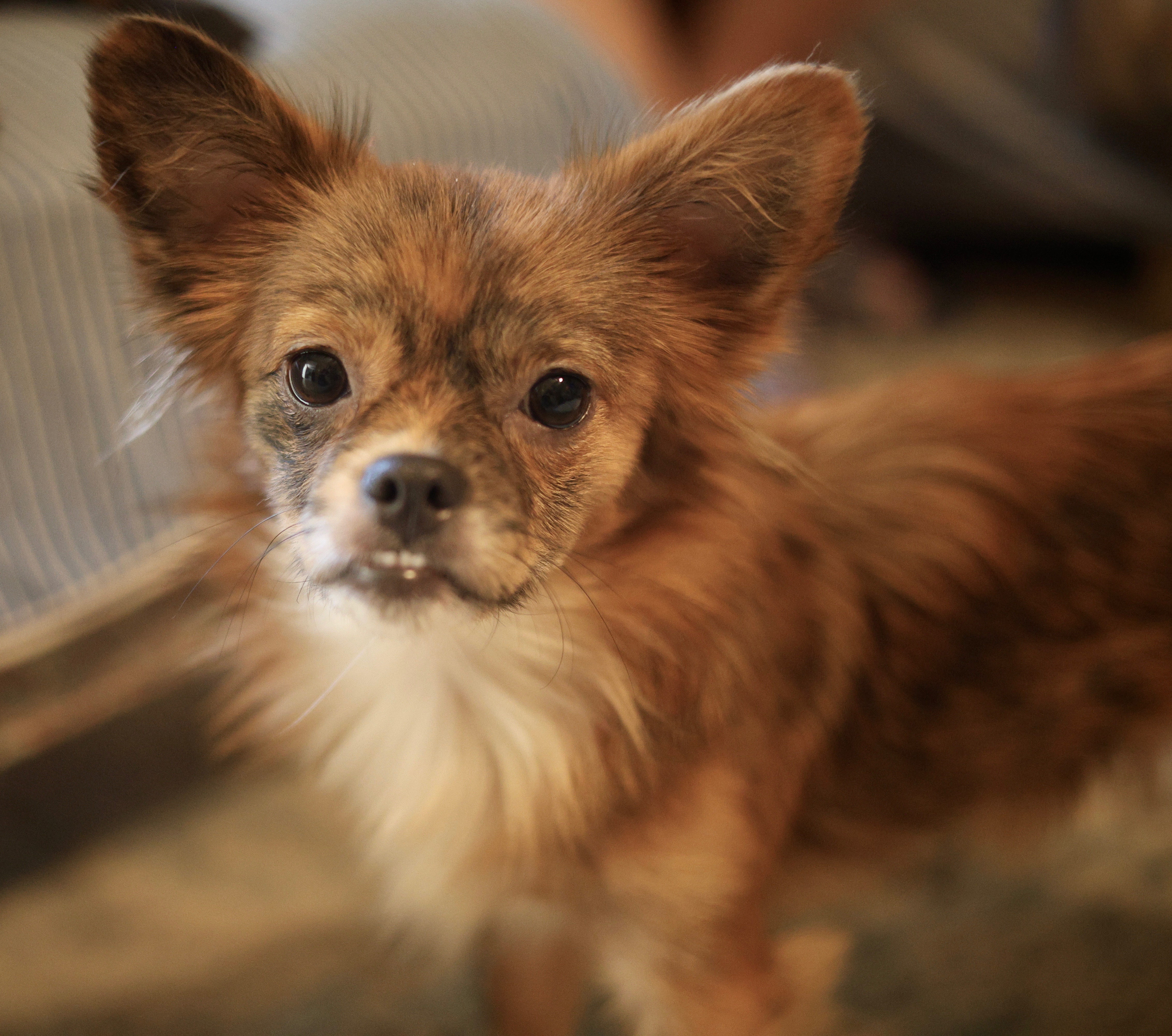 Lilith, Adopted, Young Female Chihuahua.