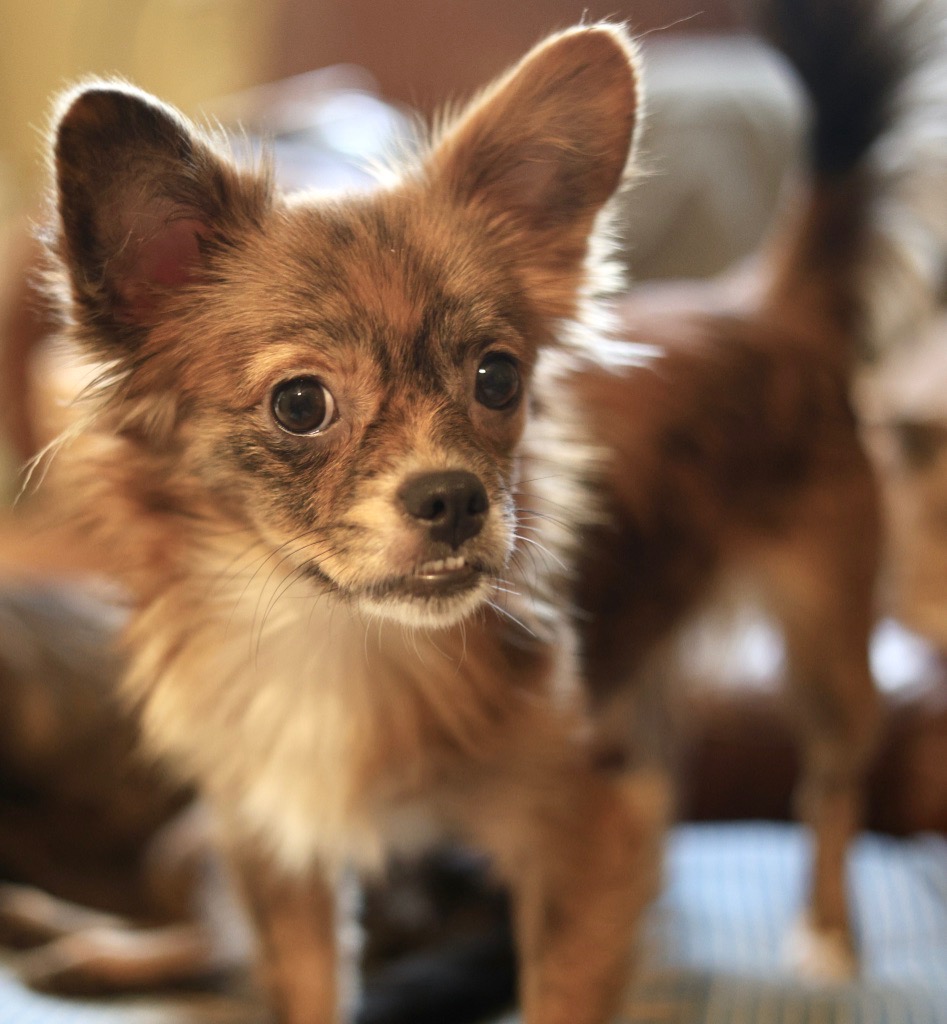 Enlarge Lilith, a Adopted Chihuahua in Guntersville, AL image 5/5