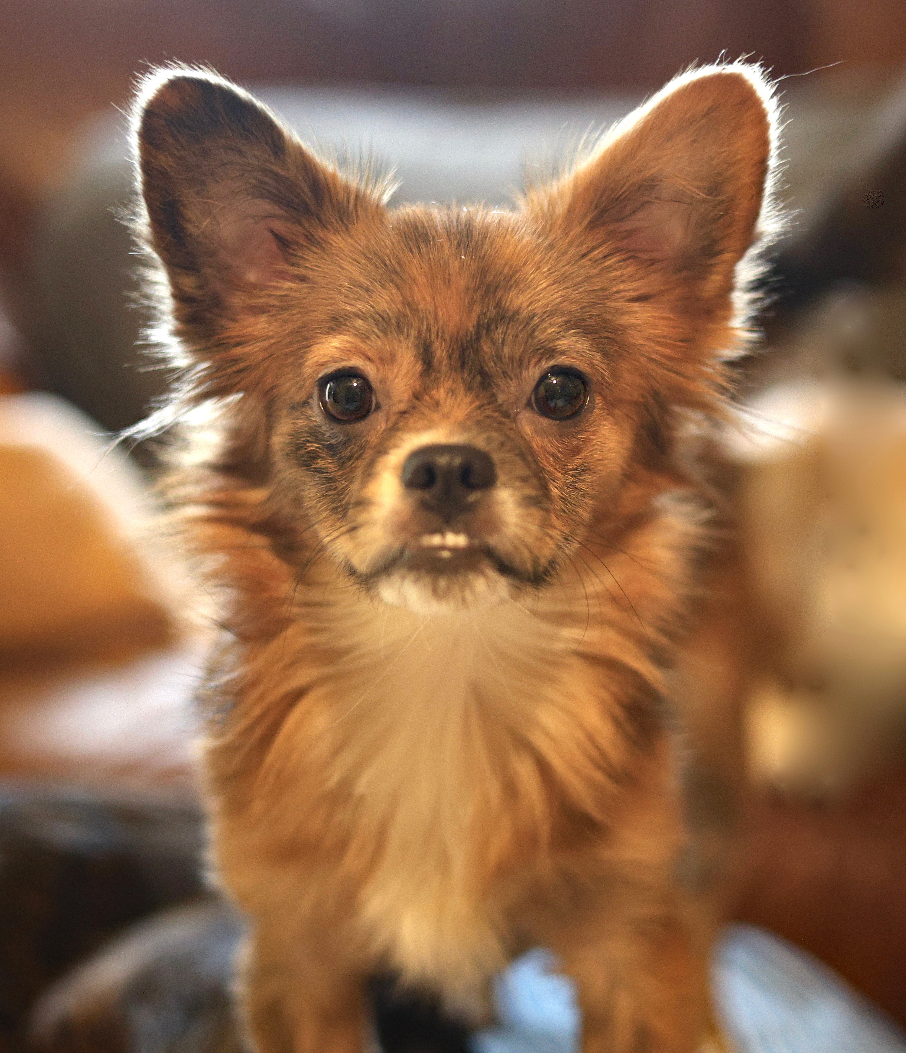 Enlarge Lilith, a Adopted Chihuahua in Guntersville, AL image 2/5