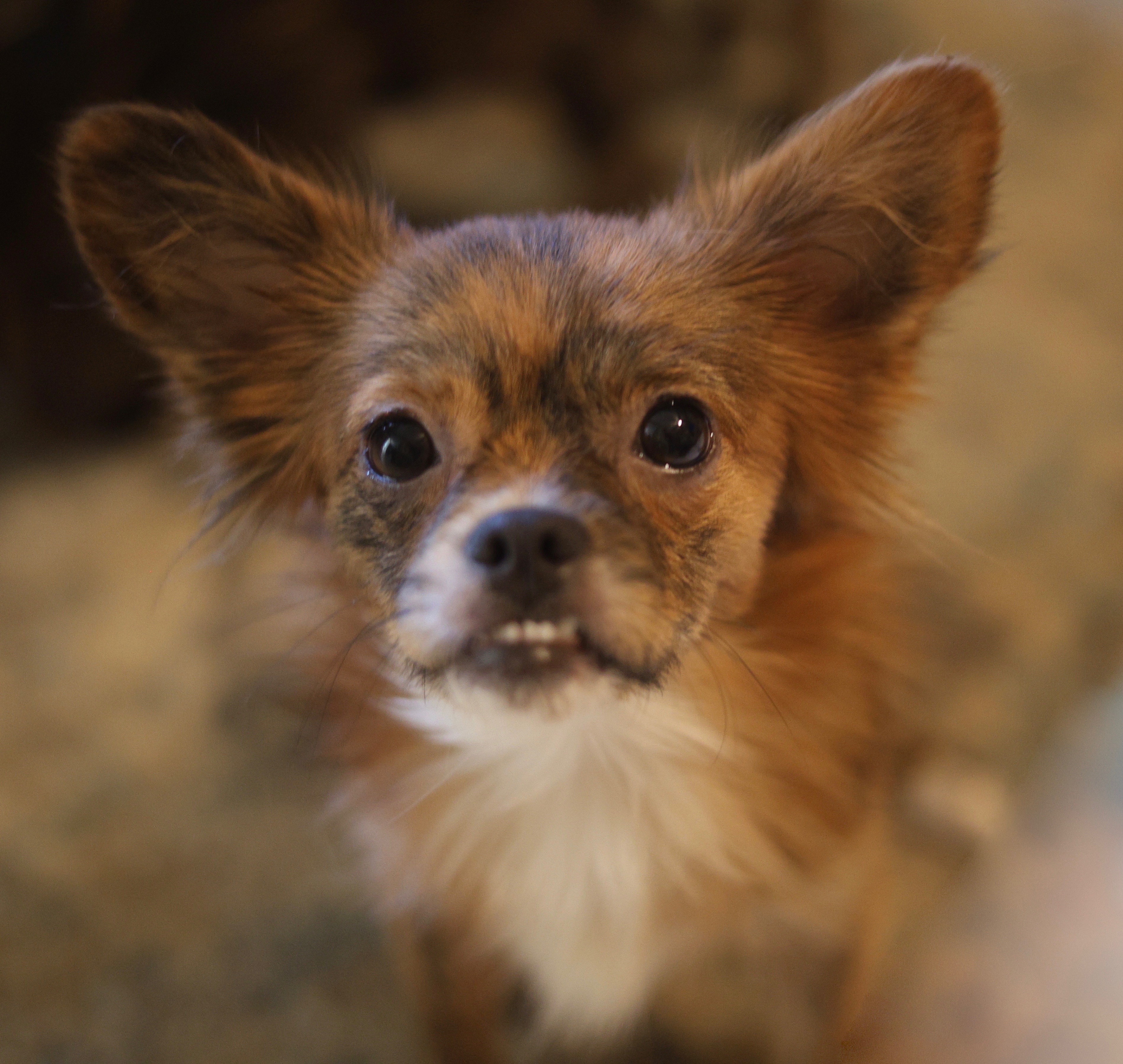 Enlarge Lilith, a Adopted Chihuahua in Guntersville, AL image 4/5