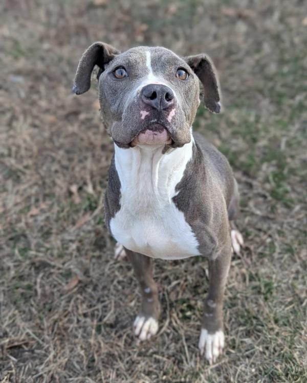 Enlarge Chronically Online, a Adoptable mixed breed in Richmond, VA image 1/4