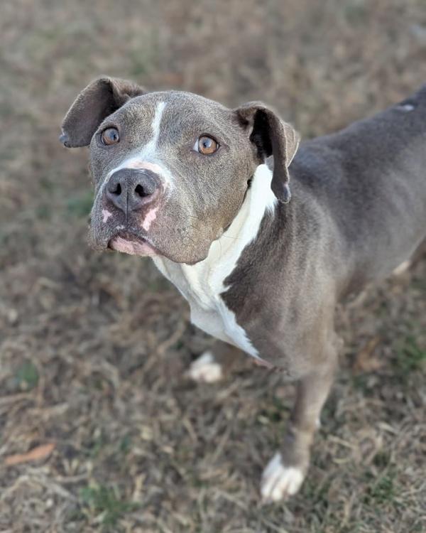 Enlarge Chronically Online, a Adoptable mixed breed in Richmond, VA image 2/4