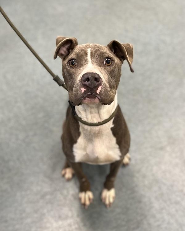 Enlarge Chronically Online, a Adoptable mixed breed in Richmond, VA image 3/4