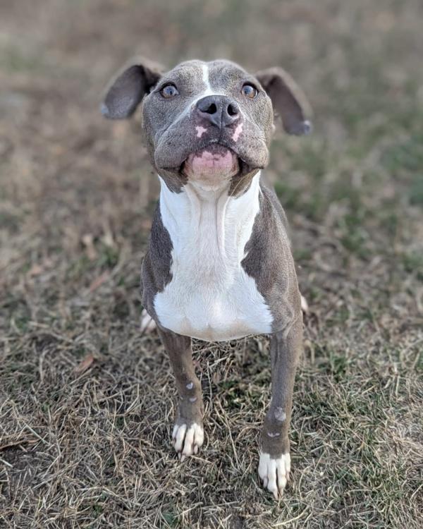 Enlarge Chronically Online, a Adoptable mixed breed in Richmond, VA image 4/4