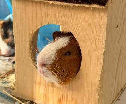 Beans, Adoptable, Adult Female Guinea Pig.