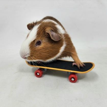 Beans, a Adoptable Guinea Pig in Largo, FL image 2/3