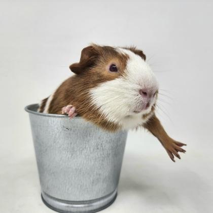 Beans, a Adoptable Guinea Pig in Largo, FL image 3/3