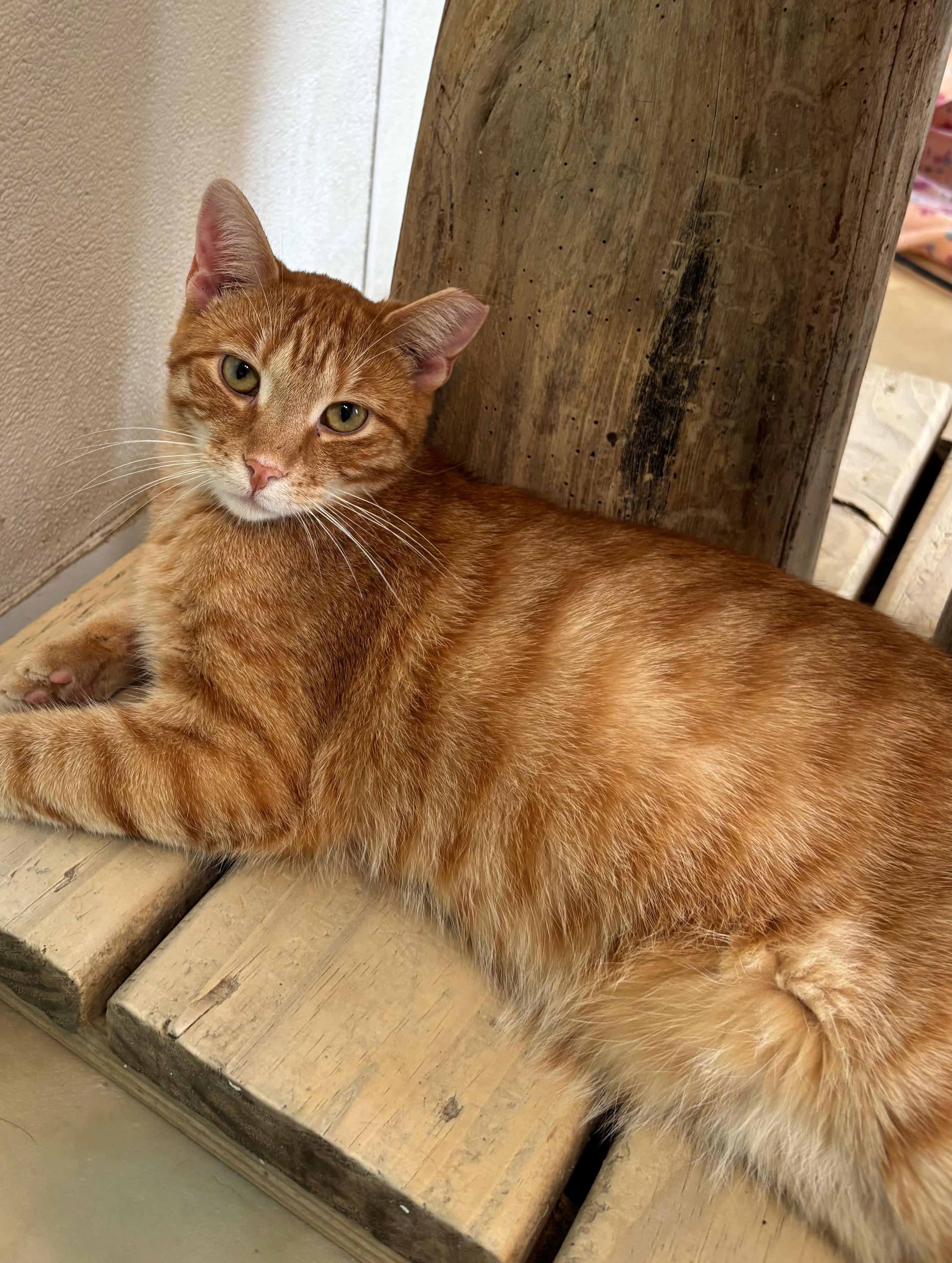 Turmeric, a Adoptable Domestic Short Hair in Chicago, IL image 1/4