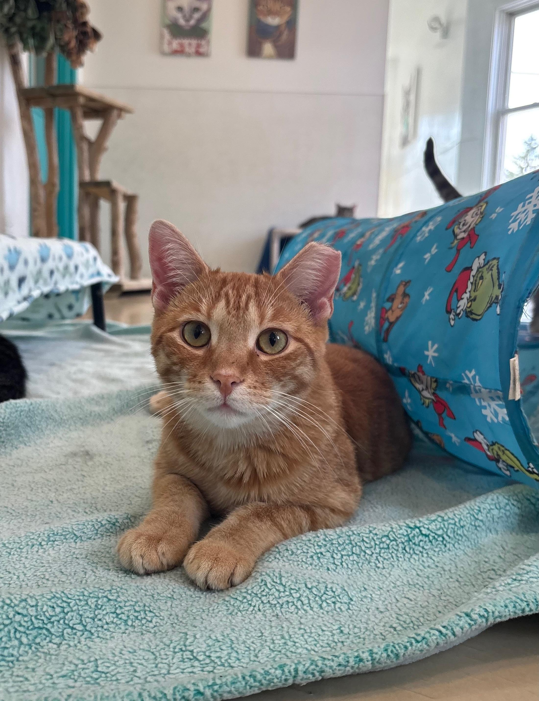 Turmeric, a Adoptable Domestic Short Hair in Chicago, IL image 2/4