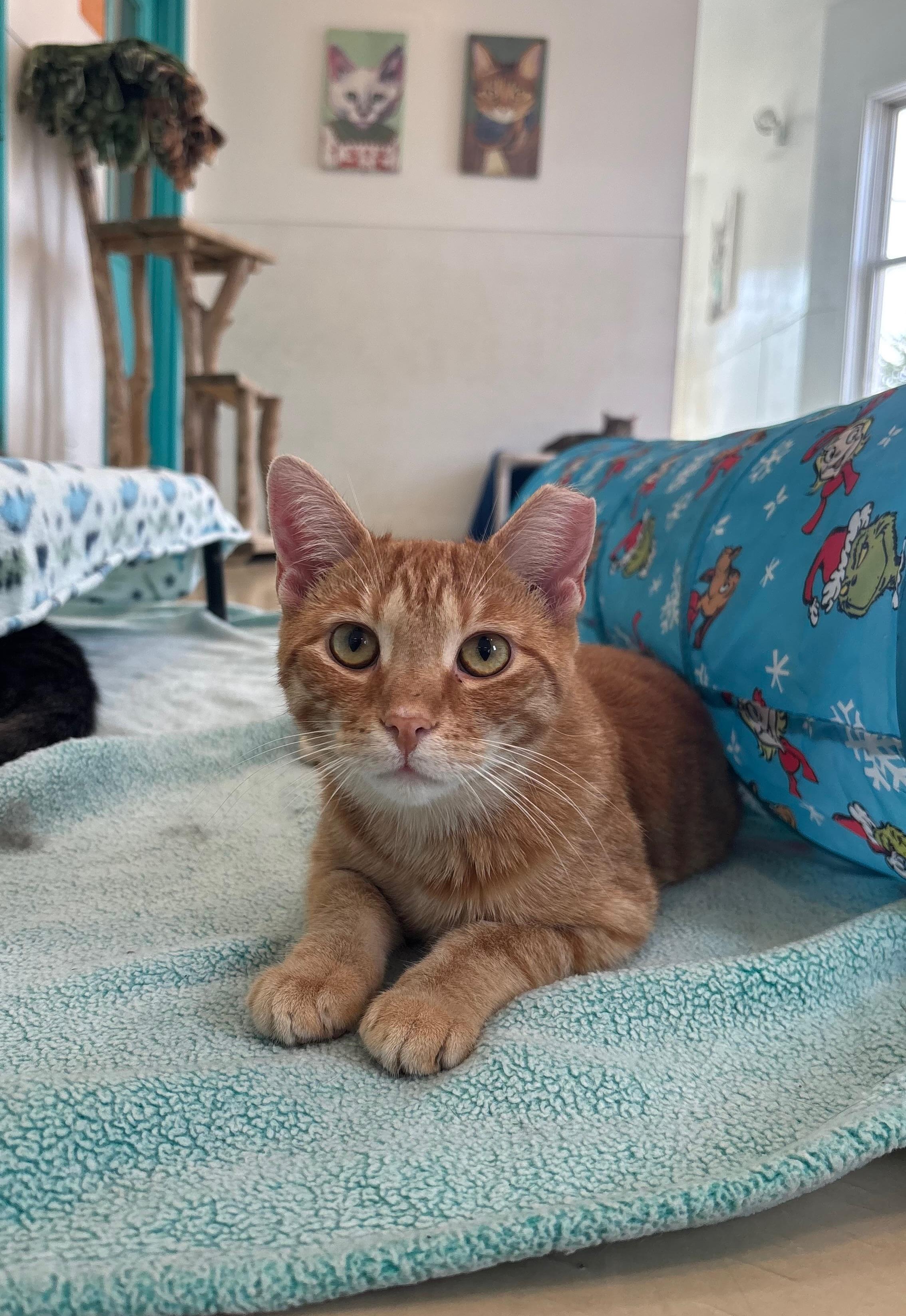 Turmeric, a Adoptable Domestic Short Hair in Chicago, IL image 3/4