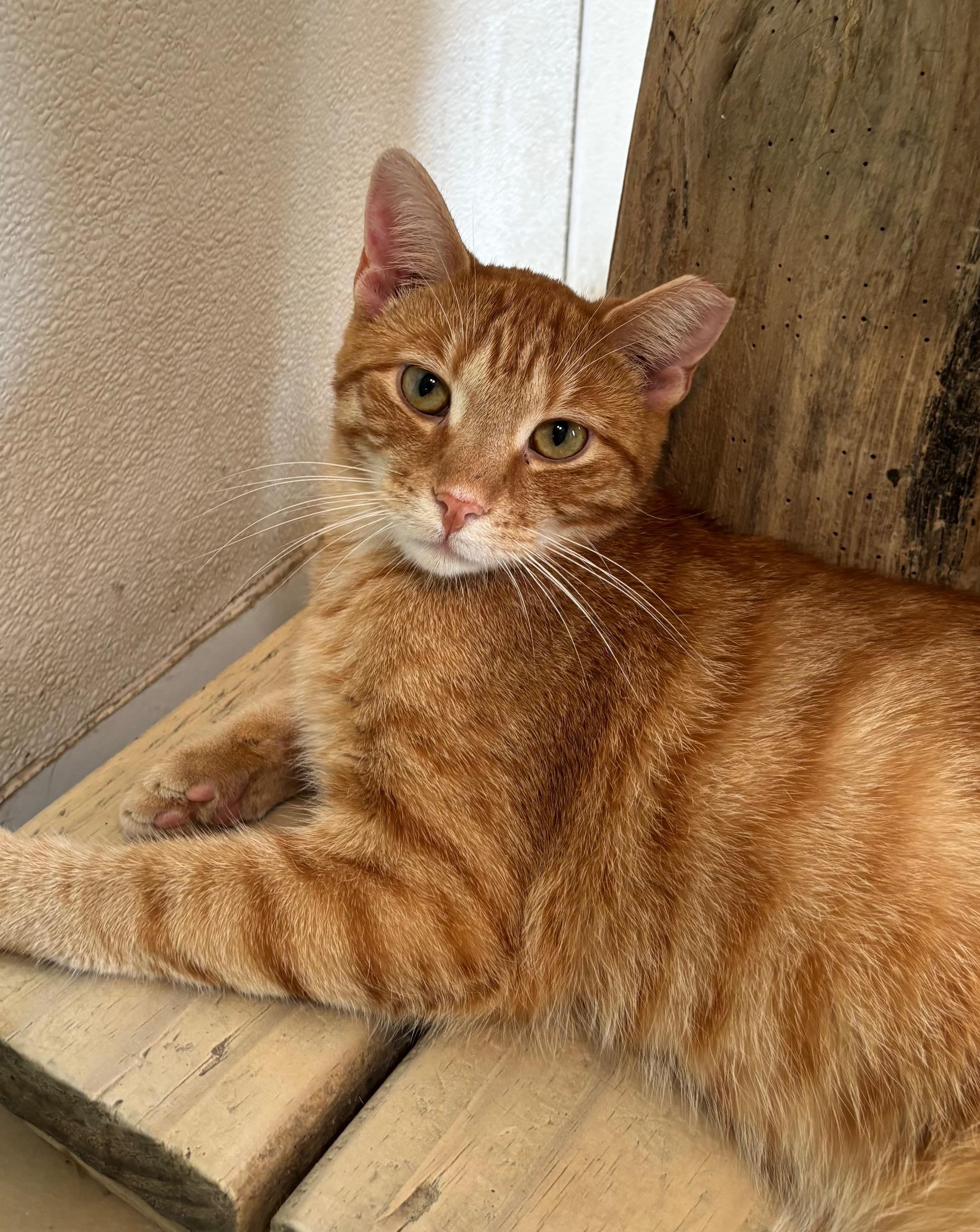 Turmeric, a Adoptable Domestic Short Hair in Chicago, IL image 4/4