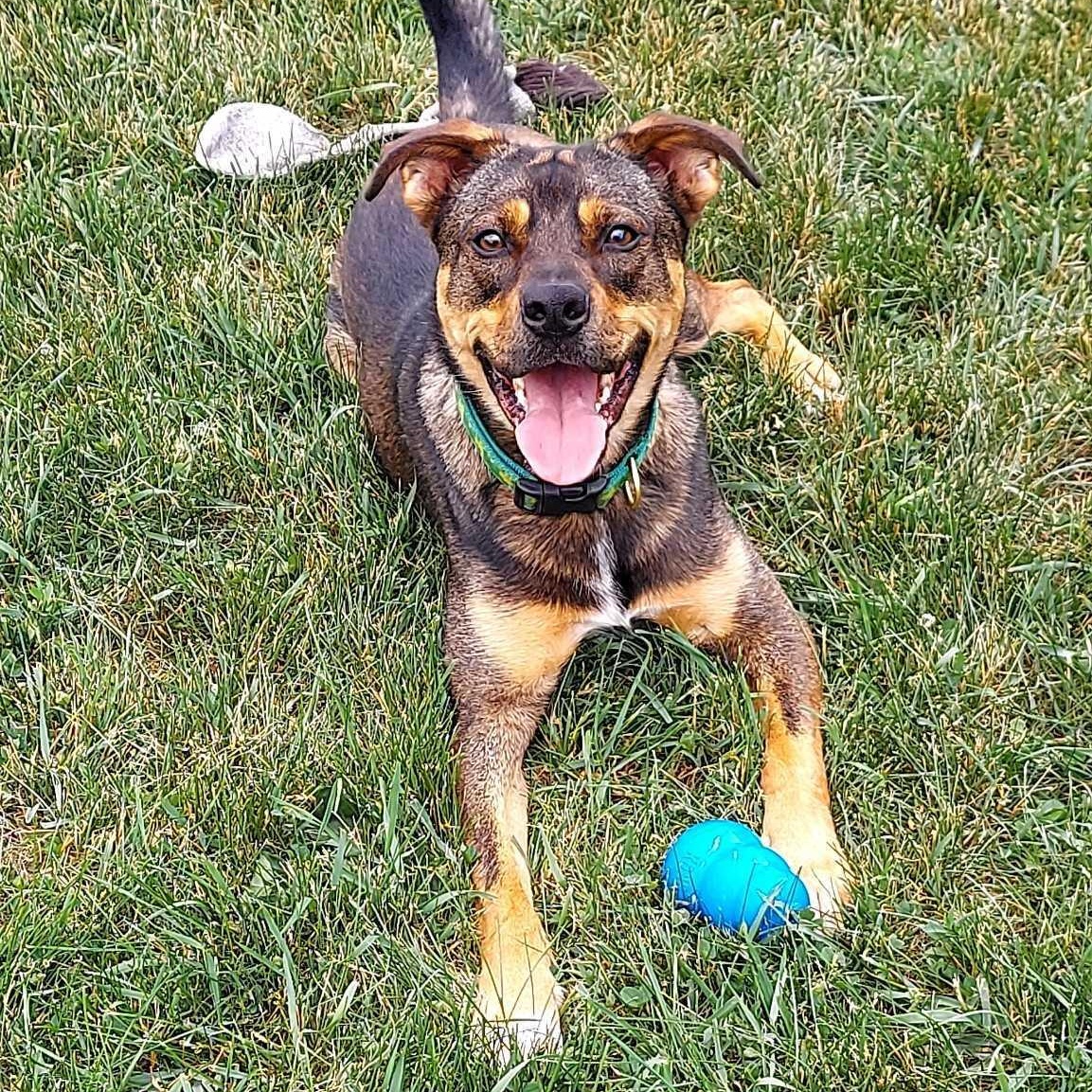 Perry, a ADOPTABLE mixed breed in Monticello, MN image 6/6