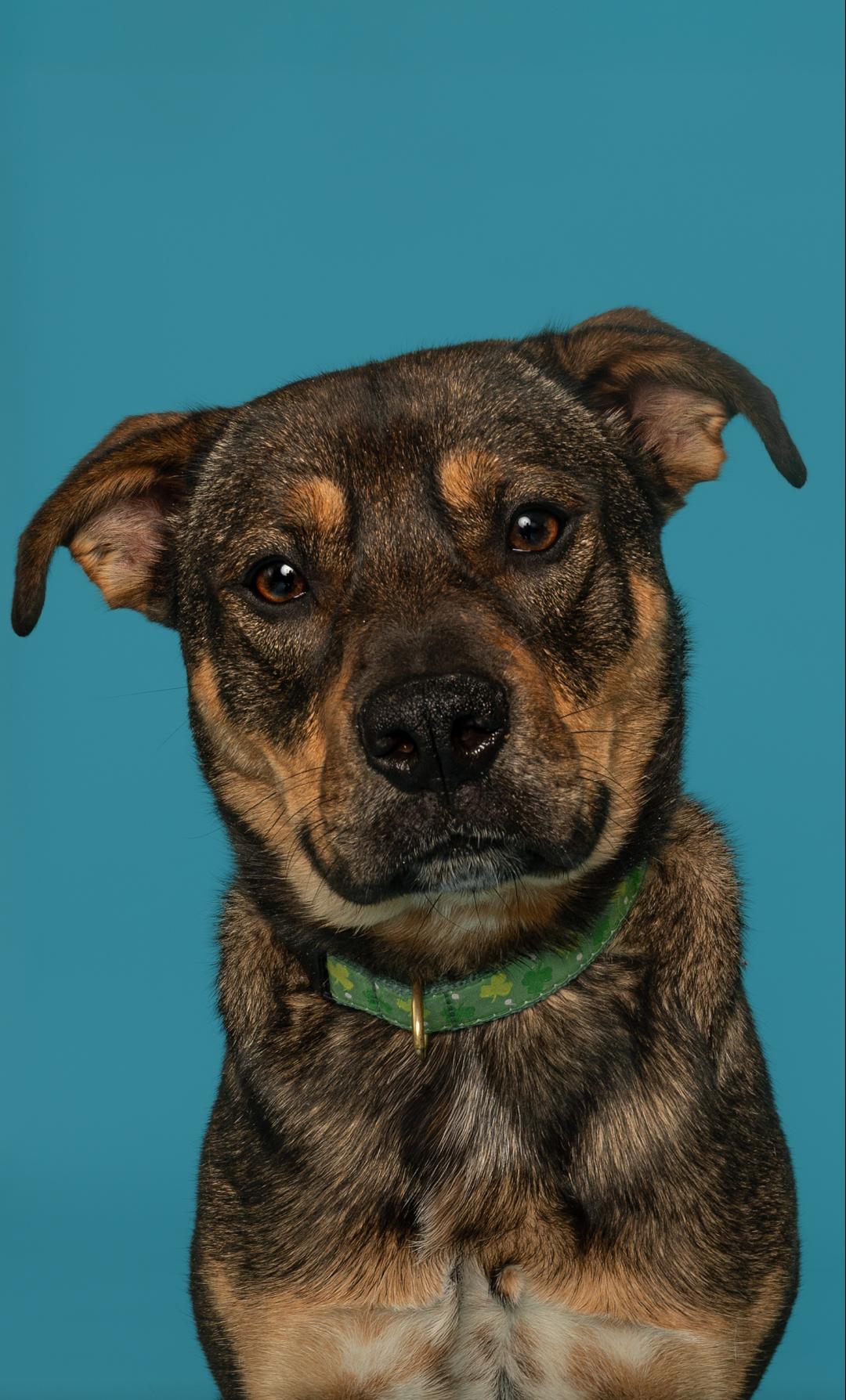 Perry, ADOPTABLE, Young Male German Shepherd Dog.