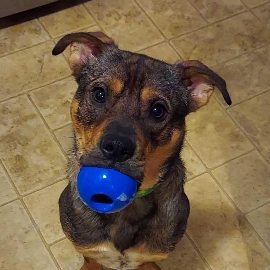 Perry, a ADOPTABLE mixed breed in Monticello, MN image 1/6