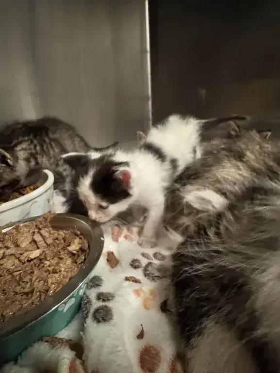 Chico, Adoptable, Kitten Male Domestic Short Hair.