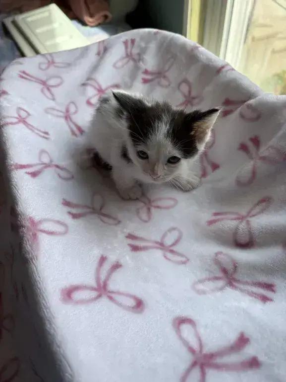 Enlarge Chico, a Adoptable Domestic Short Hair in Grand Rapids, MI image 2/5