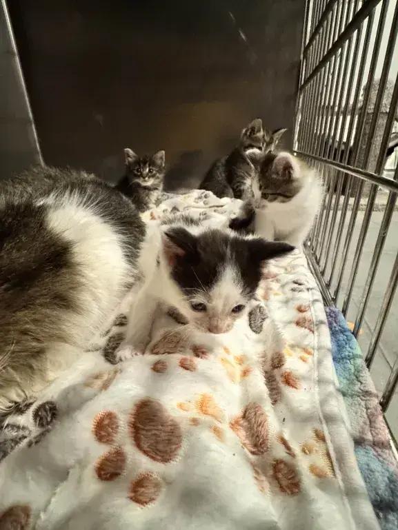 Enlarge Chico, a Adoptable Domestic Short Hair in Grand Rapids, MI image 3/5