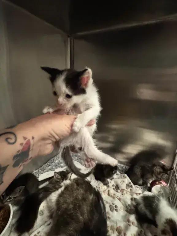 Enlarge Chico, a Adoptable Domestic Short Hair in Grand Rapids, MI image 4/5