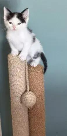 Enlarge Chico, a Adoptable Domestic Short Hair in Grand Rapids, MI image 5/5