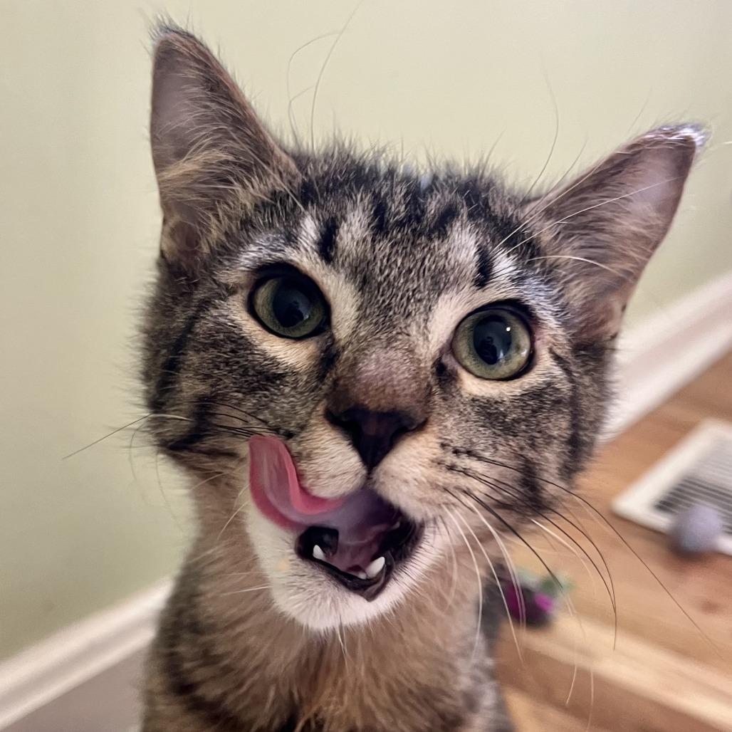 Miracle Man, Adoptable, Young Male Domestic Medium Hair & Domestic Medium Hair.