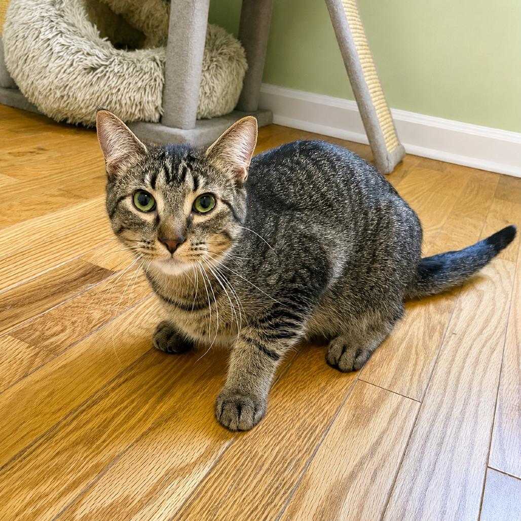 Miracle Man, a Adoptable mixed breed in La Grange, KY image 2/5