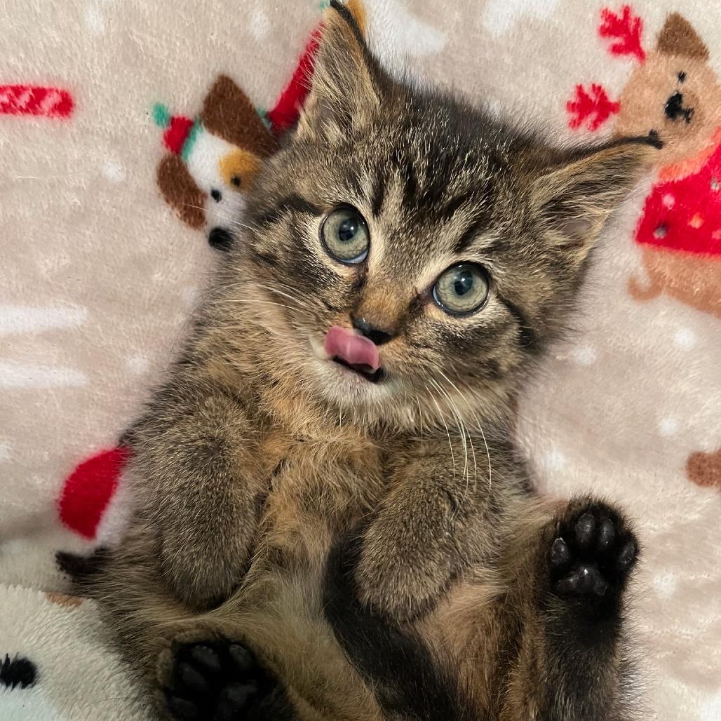Miracle Man, a Adoptable mixed breed in La Grange, KY image 3/5