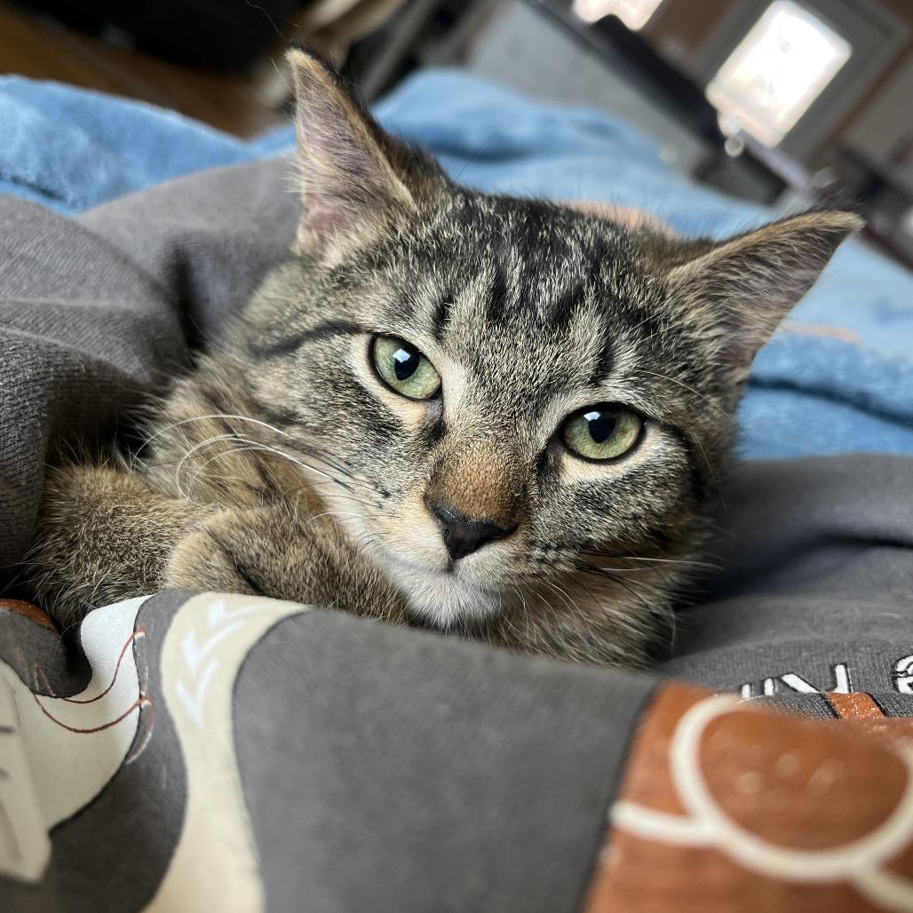 Miracle Man, a Adoptable mixed breed in La Grange, KY image 4/5