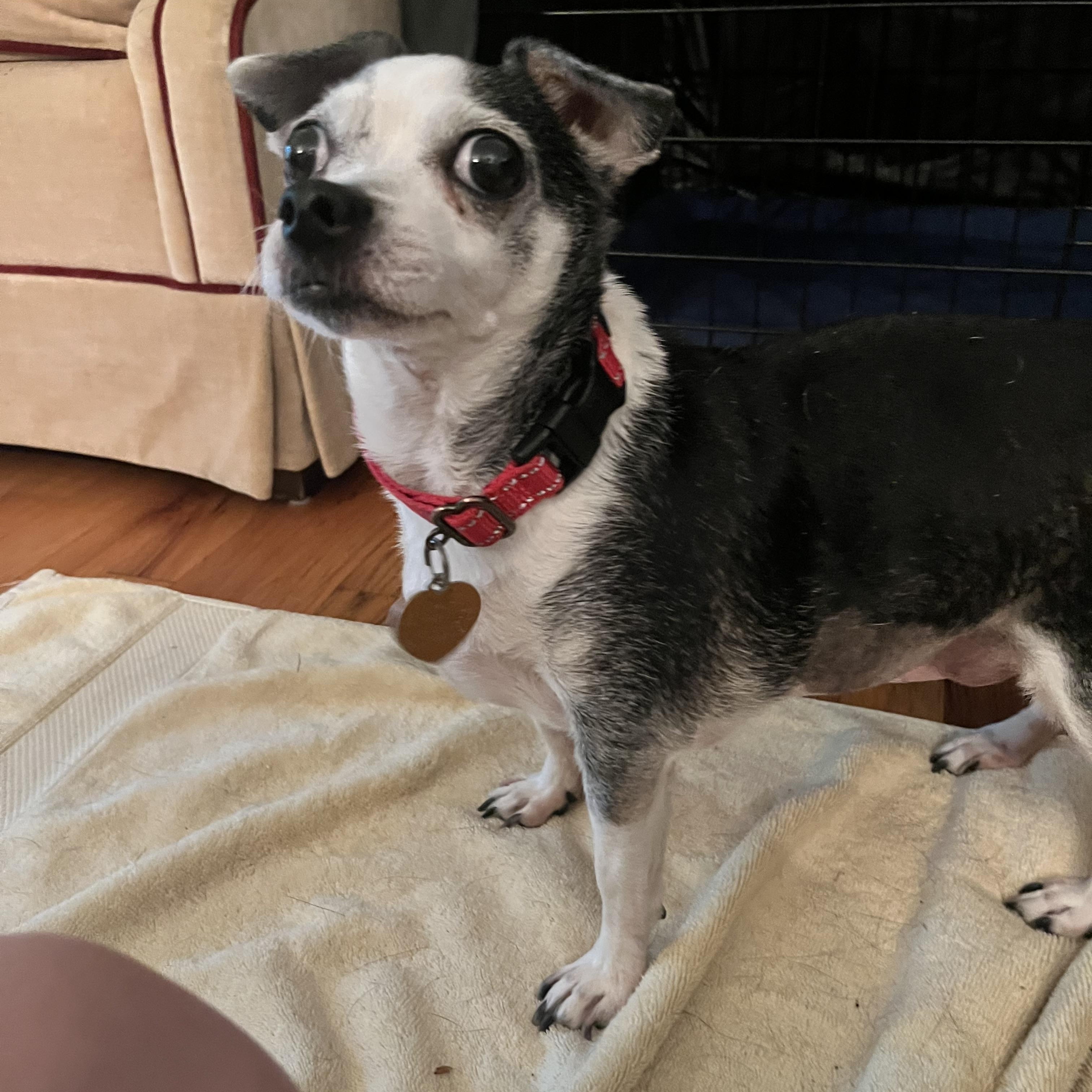 Chiquita, an adopted Chihuahua in Ridgefield, CT image 2/5