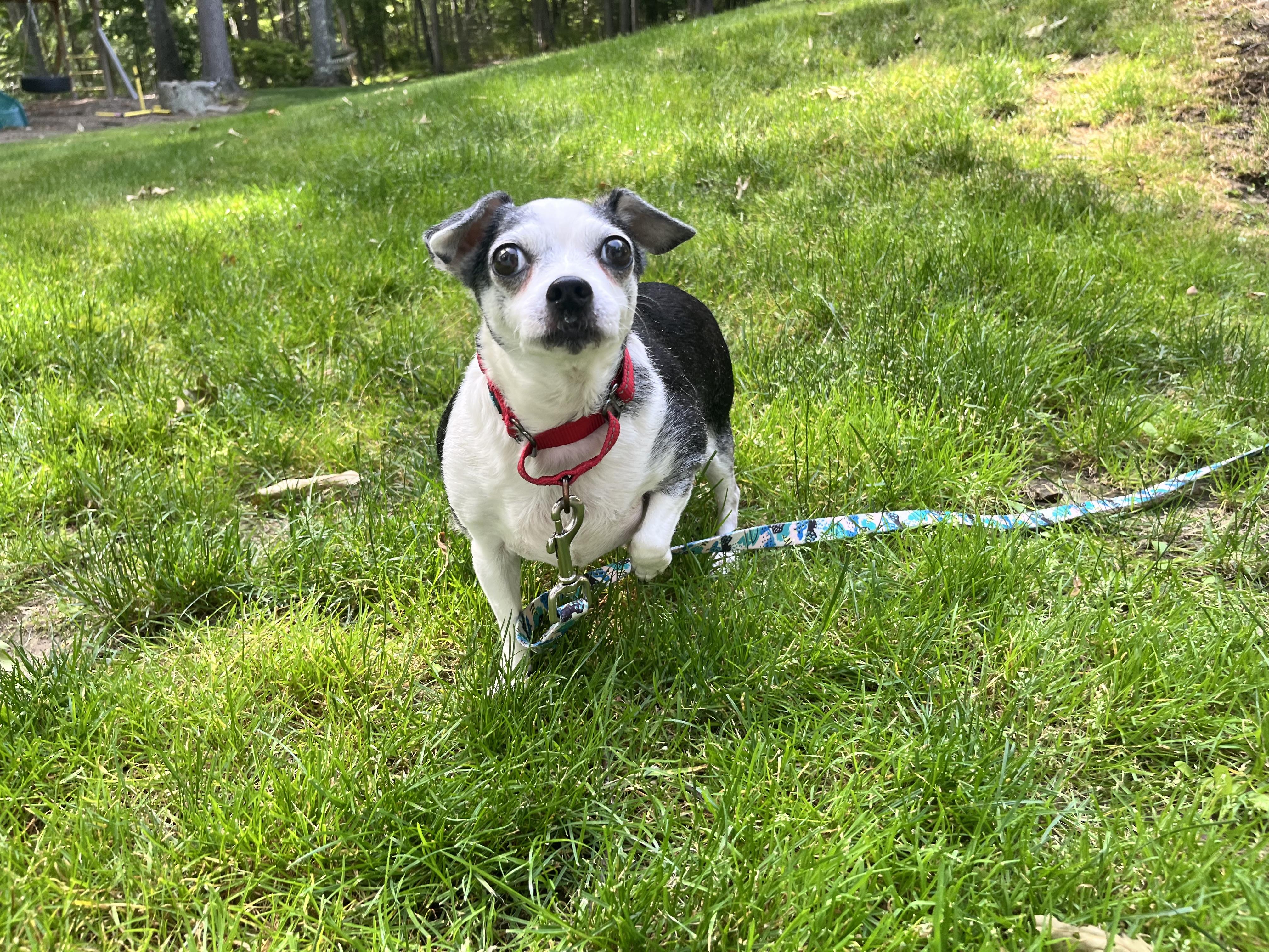Chiquita, an adopted Chihuahua in Ridgefield, CT image 4/5