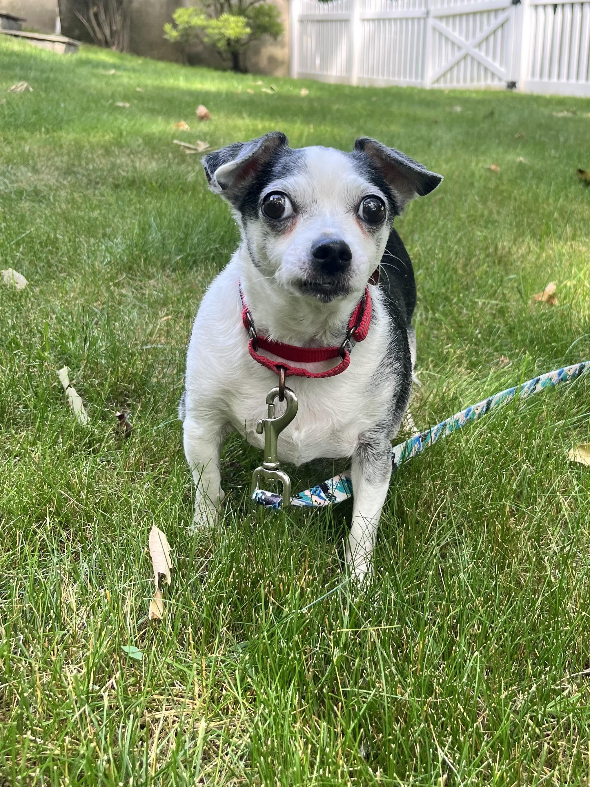 Chiquita, an adopted Chihuahua in Ridgefield, CT image 1/5