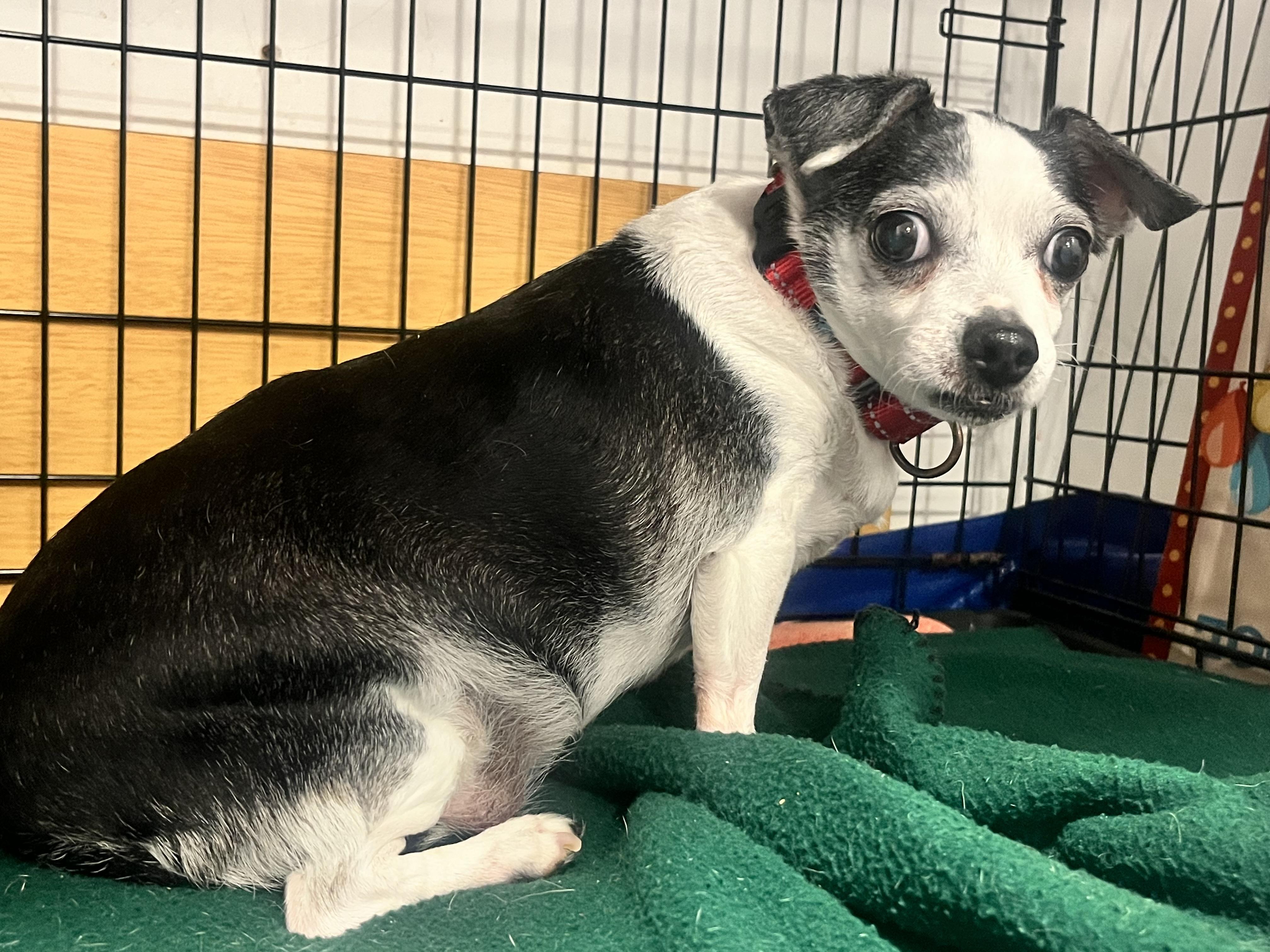 Chiquita, an adopted Chihuahua in Ridgefield, CT image 3/5