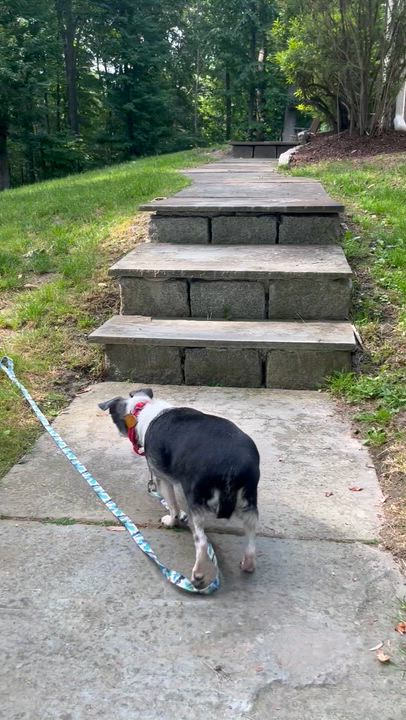 Enlarge Chiquita, an adopted Chihuahua in Ridgefield, CT video 5/5