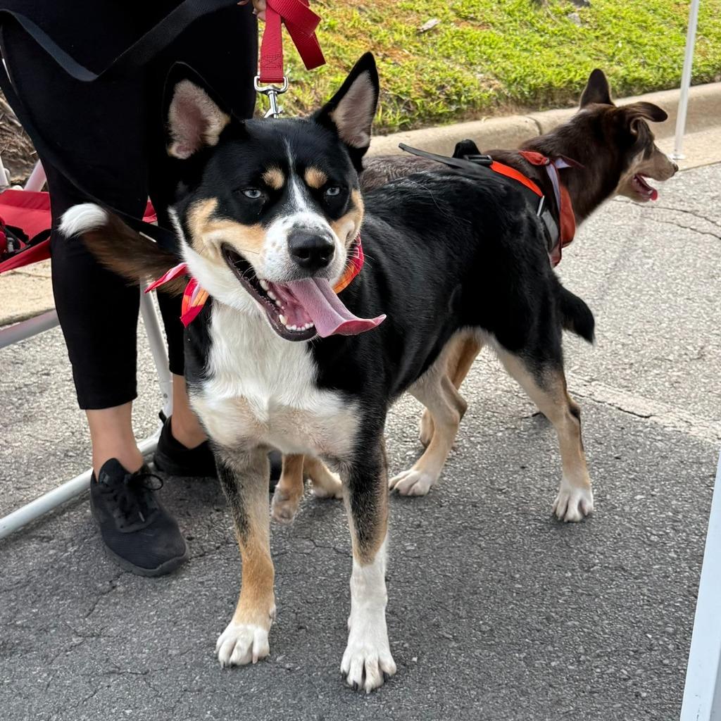 Nina, Adoptable, Young Female Mixed Breed & Husky.