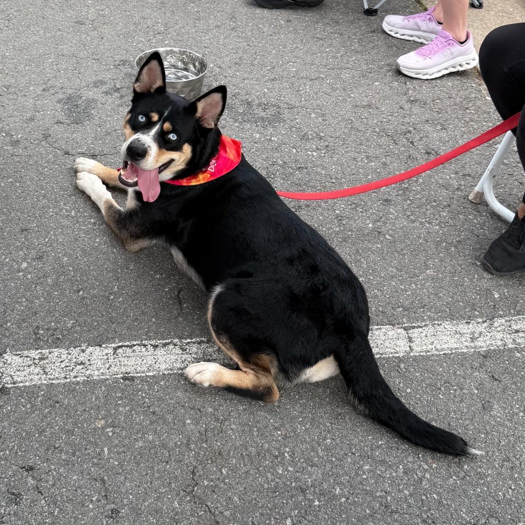 Nina, Adoptable, Young Female Mixed Breed & Husky.