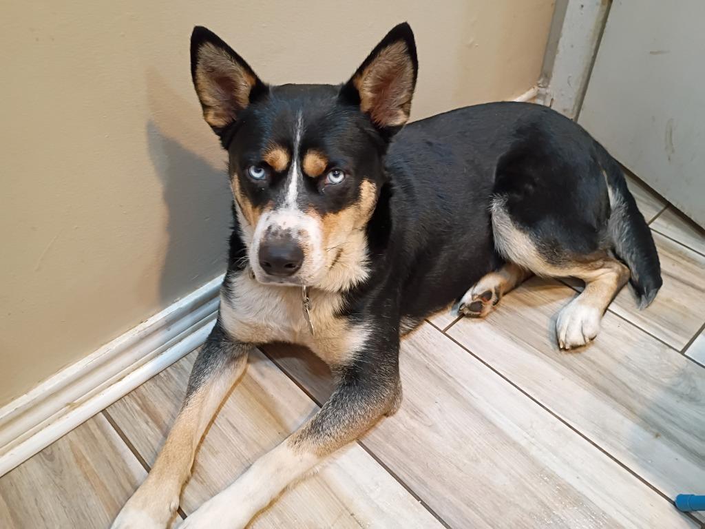 Enlarge Nina, a Adoptable mixed breed in Little Rock, AR image 2/6