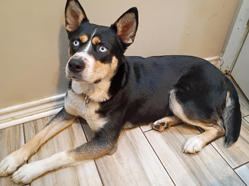 Enlarge Nina, a Adoptable mixed breed in Little Rock, AR image 3/6