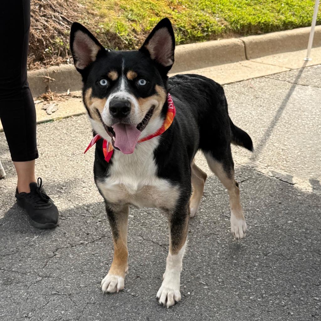 Enlarge Nina, a Adoptable mixed breed in Little Rock, AR image 5/6