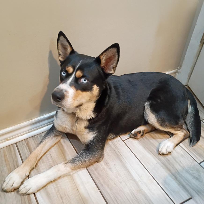 Enlarge Nina, a Adoptable mixed breed in Little Rock, AR image 6/6