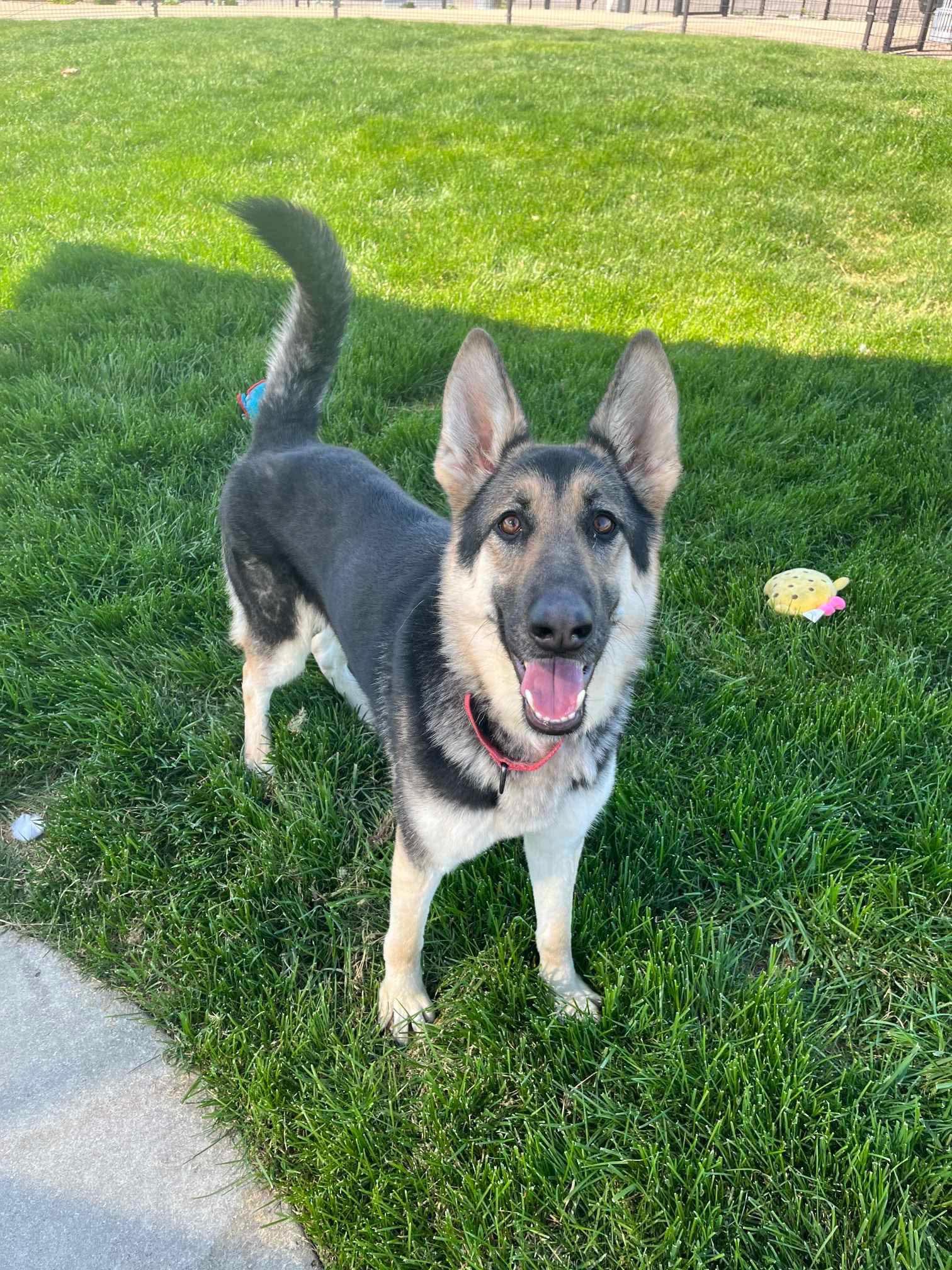 Rosie, a Adopted mixed breed in Cicero, IL image 1/3