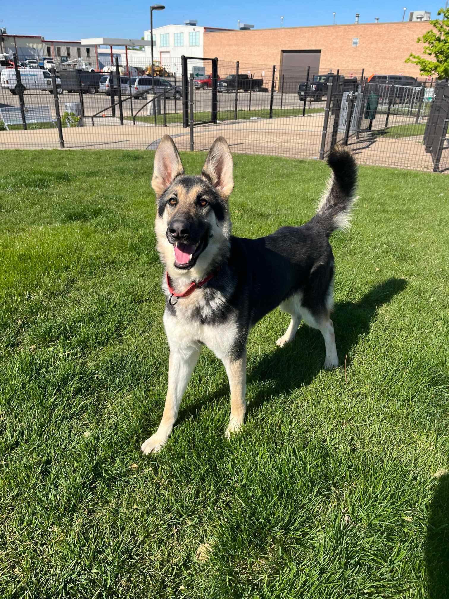 Rosie, a Adopted mixed breed in Cicero, IL image 2/3