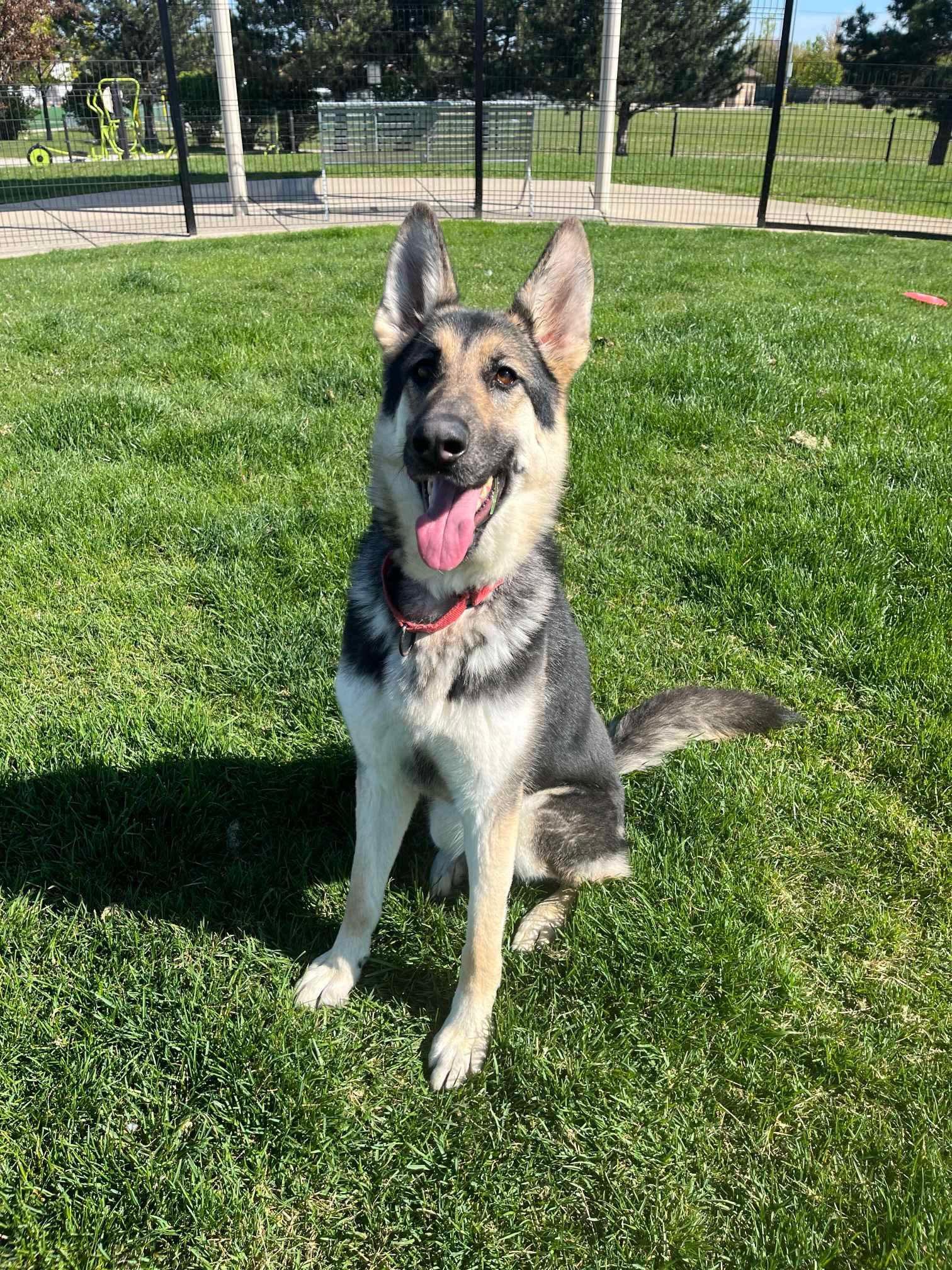 Rosie, a Adopted mixed breed in Cicero, IL image 3/3