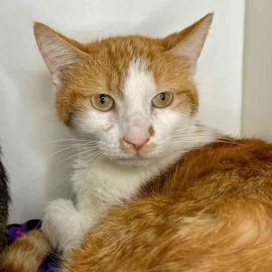 Countdown, a Adoptable Domestic Short Hair in Matteson, IL image 1/3