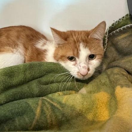 Countdown, a Adoptable Domestic Short Hair in Matteson, IL image 2/3